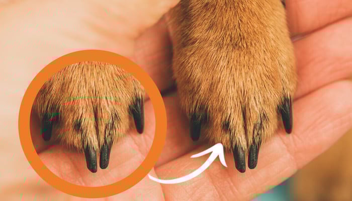 Is Your Dog’s Nail Turning Black? Causes And Treatment