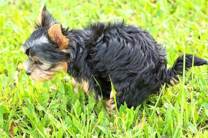 Dog Pooping Clear Liquid? 7 Reasons & What To Do