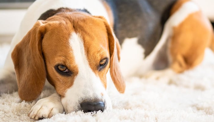 Dog Rubbing Face Against The Carpet? Here Are 10 Reasons Why