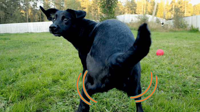 Dog Scooting Remedies: How to Help Your Pet’s Itchy Bottom