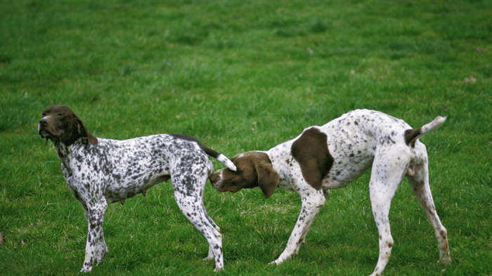 How Long Do Dogs Bleed When In Heat? A Vet Explains