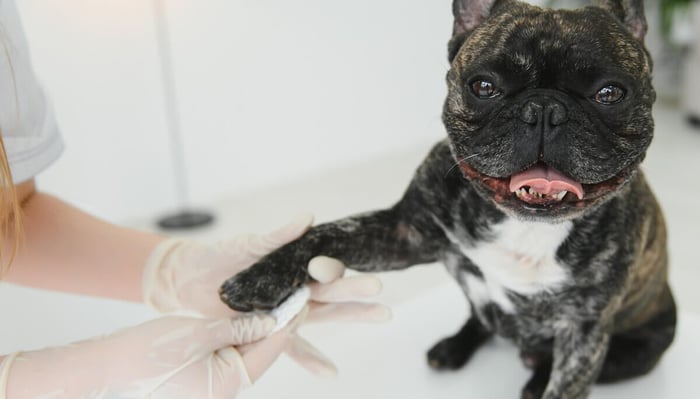 How Long Does It Take For A Dog’s Nail Quick To Heal?