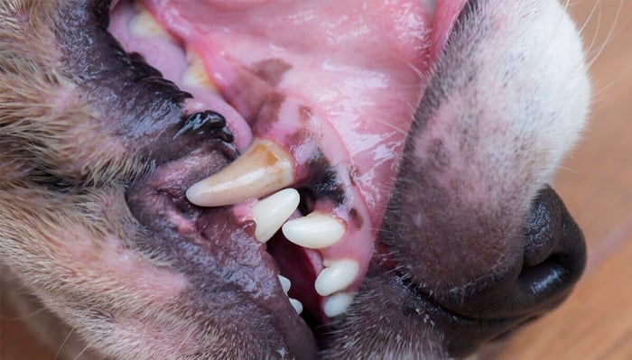 White Gums in Dogs: What Does This Color Change Mean?
