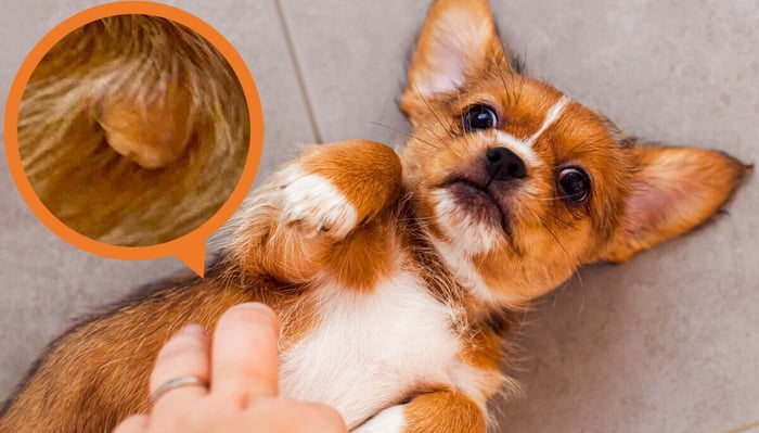 Skin Tags on Dogs: Symptoms, Causes, and Treatment Guide
