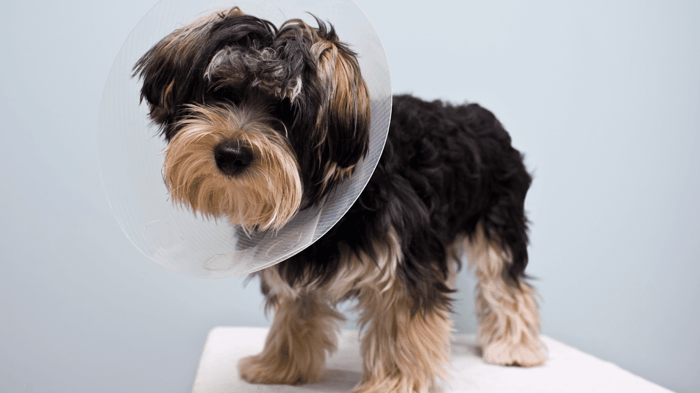 What to Expect After Neutering a Dog: Recovery & Care Tips