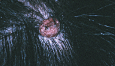 small raised bump from a flea bite on dog skin