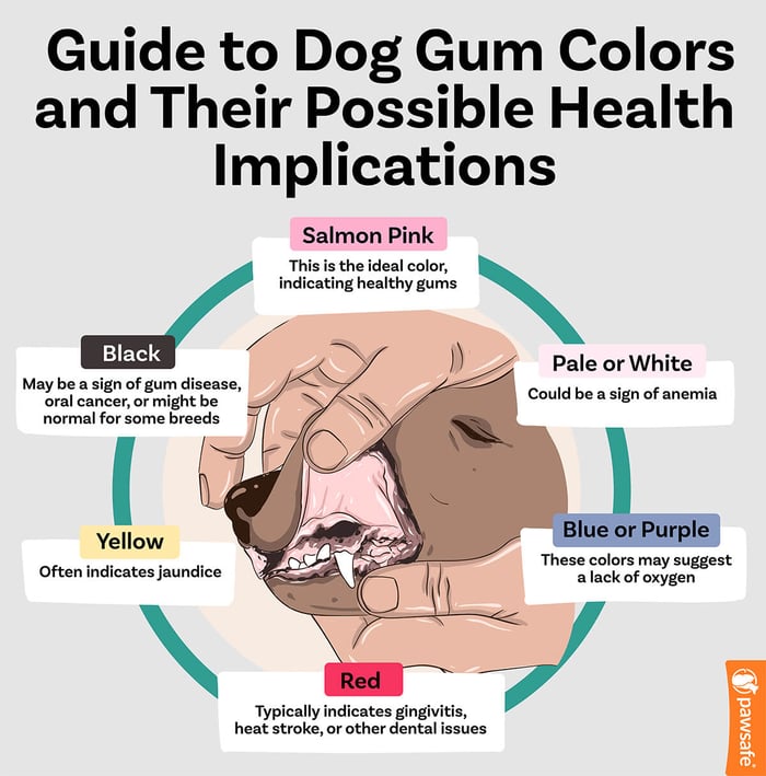 a guide to dog gum colors and their possible health implications