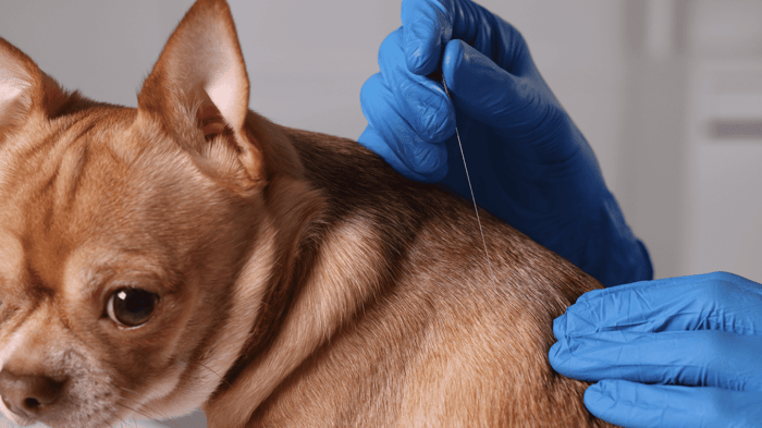 Gloved hands examining a Chihuahua's neck for lumps