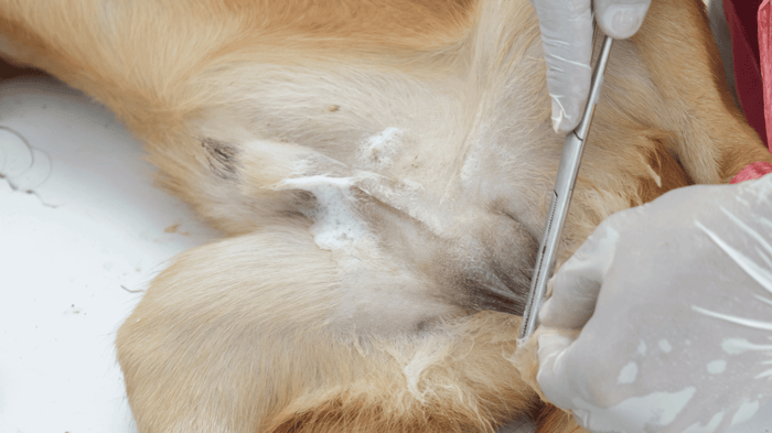 a vet using forceps to clean the area before surgery for dog neutering