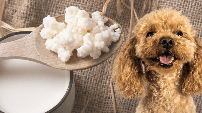 A Poodle dog with kefir and spoon in background