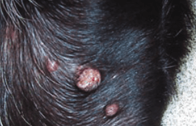 pink and white lumps on dog skin from mast cell tumors
