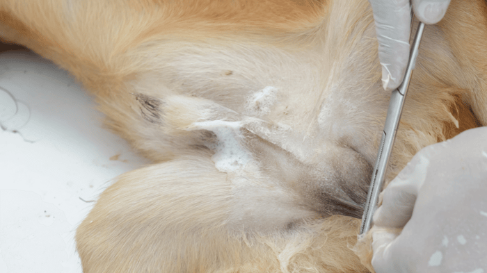 Monitoring the incision site