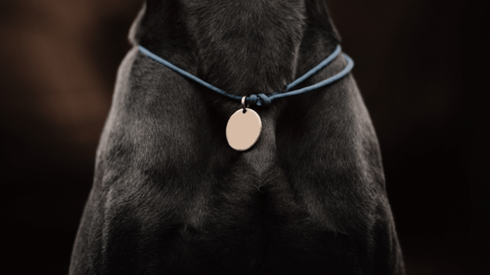 Chest and lower neck of a black dog