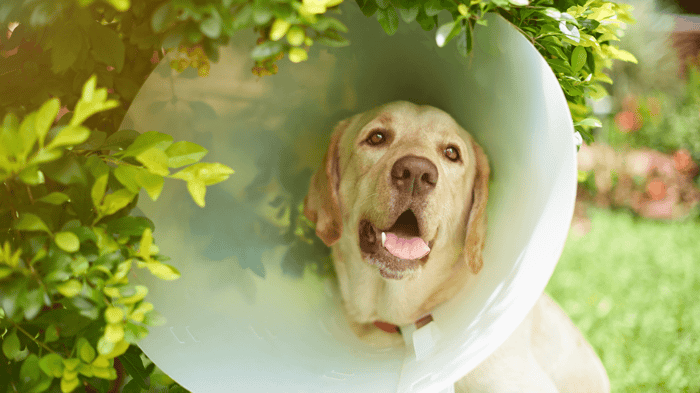 A yellow Labrador with gigantic Elizabethan Collar or plastic cone that a dog is wearing after being neutered