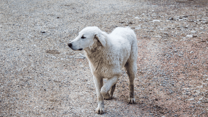 A white dog holding up front leg from lameness or limping