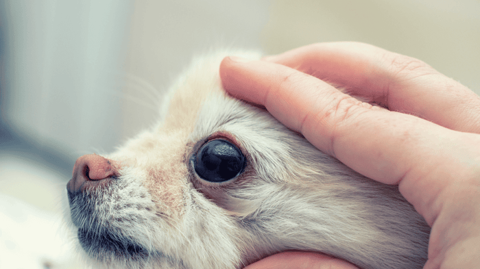 Hands on a small dog's head to show the bigger than normal pupil
