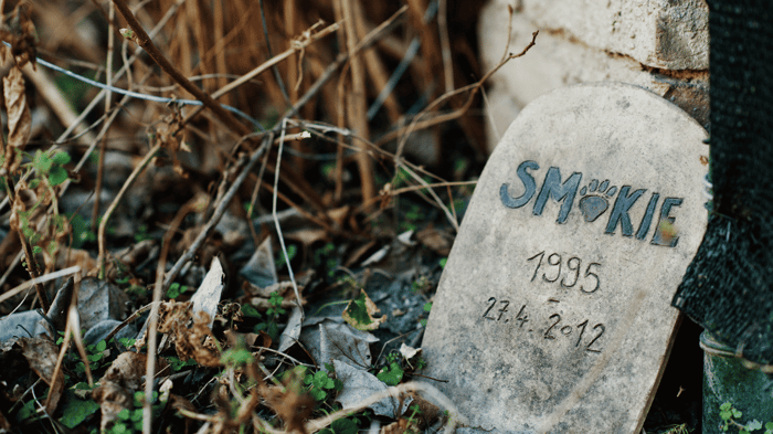 We uncover how to share your sympathy and support with these compassionate gifts for someone mourning the loss of their canine companion.