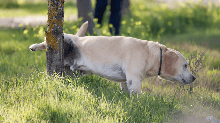 A Labrador straining or having difficulty peeing