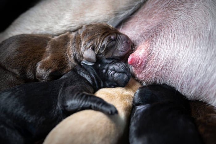 new born puppies suckling on mother dog
