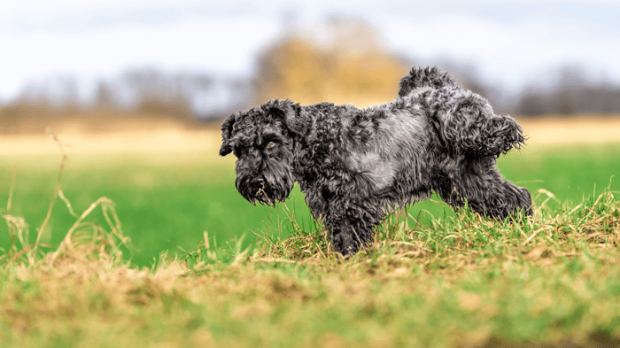 A Schnauzer lifting his leg to urinate