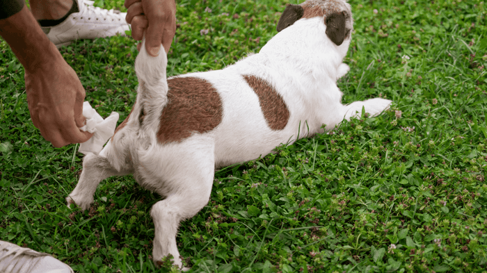 An owner reaching down to wipe the butt of a Jack Russell Terrier to avoid infection.