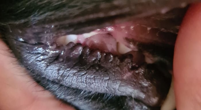 A close up of the inner serrated bumps on a dog's lips called the rugal folds or ruga