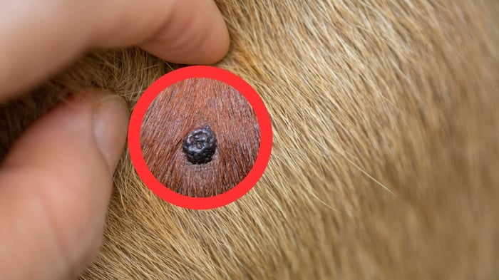 Sebaceous epithelioma on dog