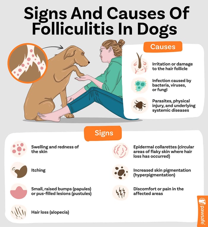 signs and causes of folliculitis in dogs