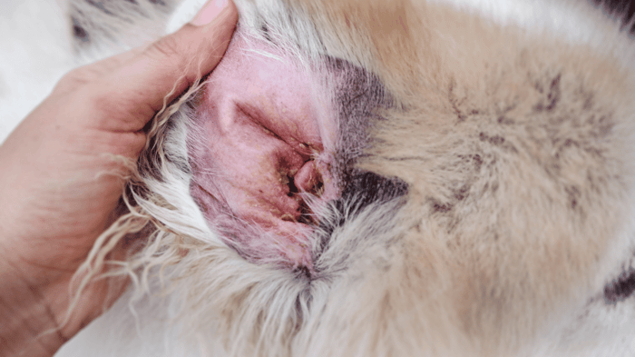 The inner ear of a white dog with an ear infection