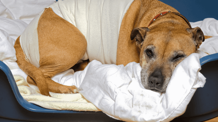 a dog with wrapped stomach due to excessive gurgling