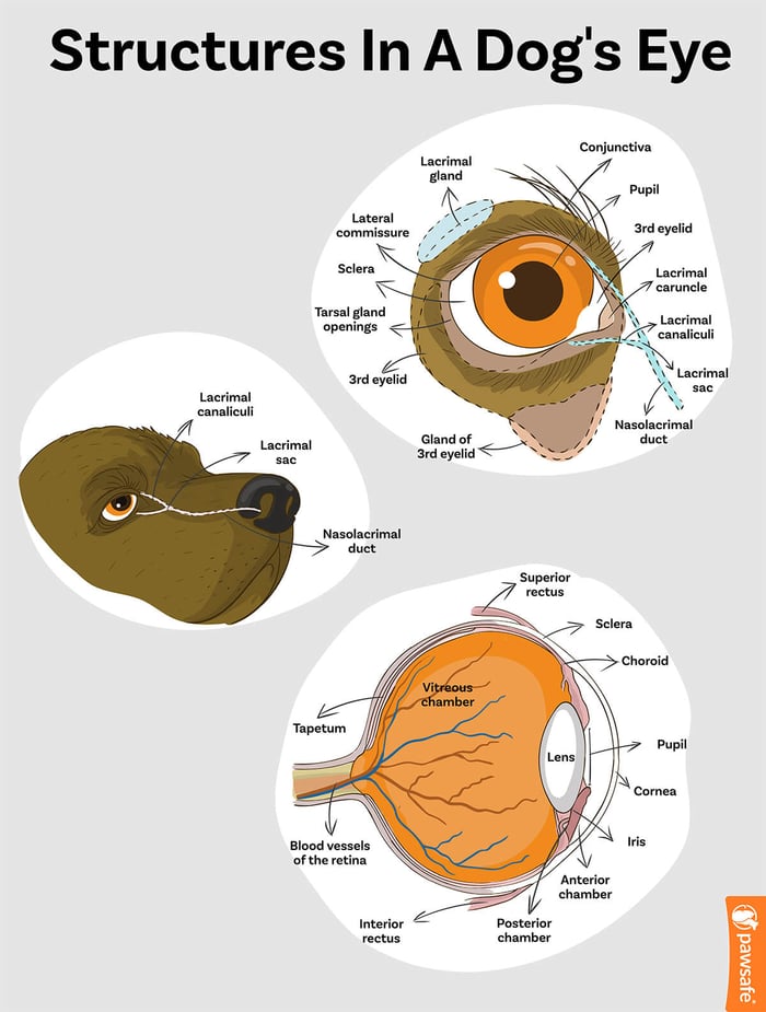 structures in a dog's eye