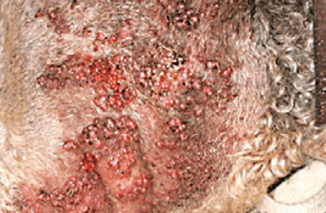multiple bumps in rash on dogs skin from sweat gland tumors