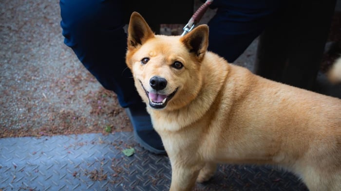Yellow dog with swelling across left lip and face
