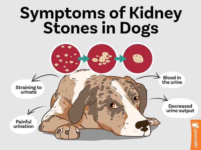 symptoms of kidney stones in dogs