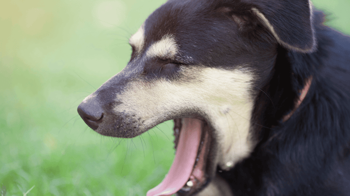 A dog with an open mouth clearing their throat