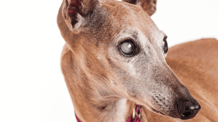 A Whippet with a large cloudy eye