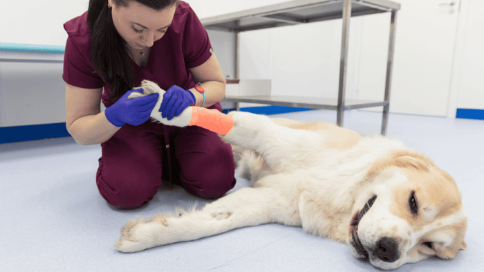 A veterinarian examining the paw of a dog with a bandaged leg to check for cause of limping