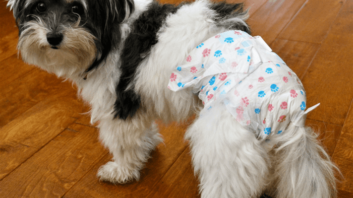 A dog wearing a diaper because she is bleeding in heat