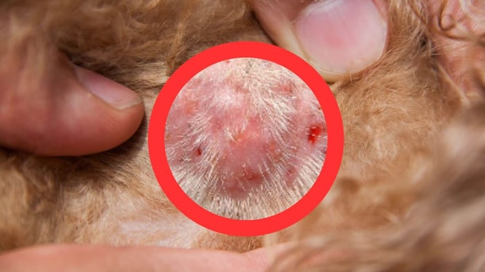 cluster of sebaceous cysts on dogs making sebaceous adenitis