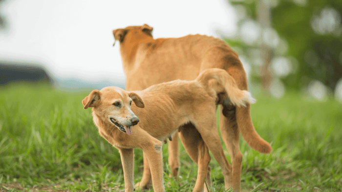 two dogs tied or knotted together mating in field