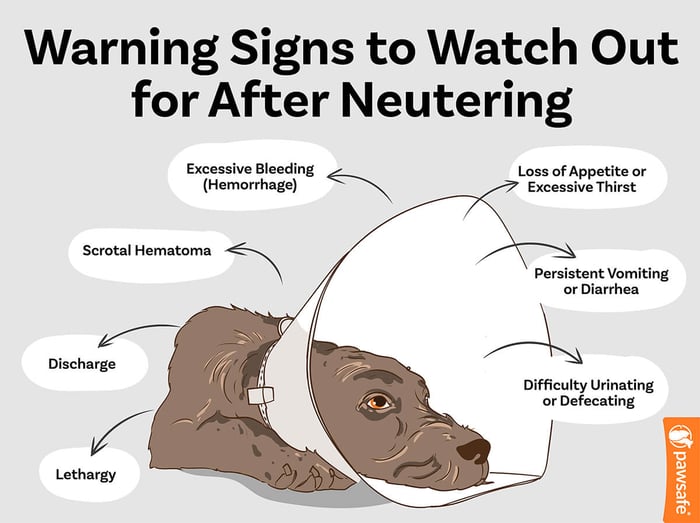 warning signs to watch out for after neutering