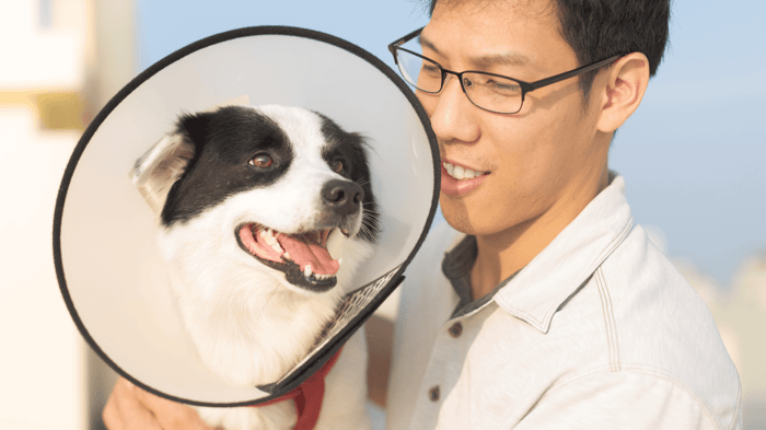 Veterinarian close up man holding male dog who has just been neutered with cone on to prevent them breaking open stitches