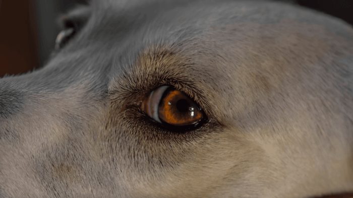 close up on dog showing whale eye or side eye