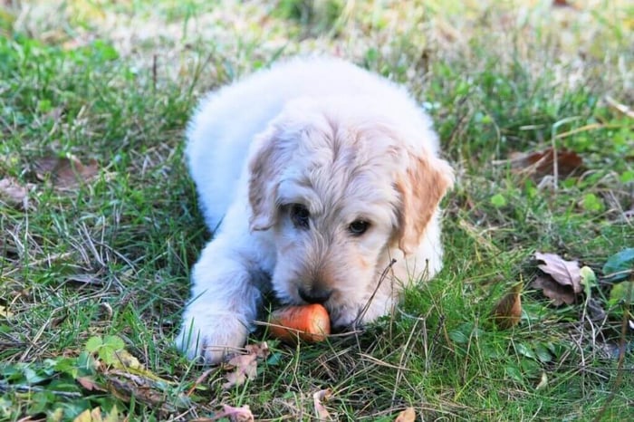 When Should I Be Worried About My Dog Covering Food?