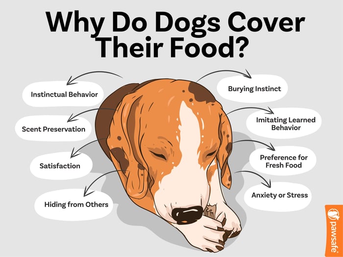 an infographic enumerating the reasons why dogs cover their food