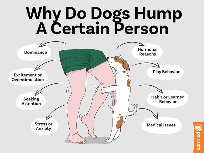 an infographic listing the reasons why dogs hump a certain person