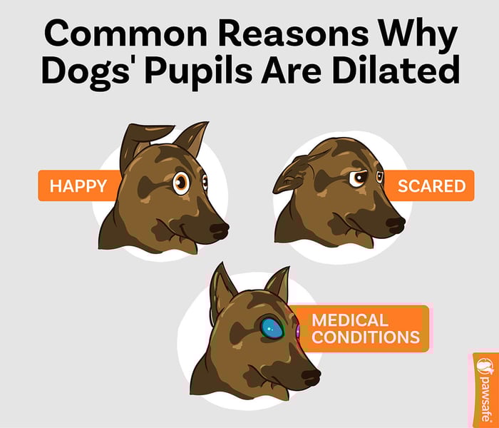 reasons why a dog's pupils are dilated