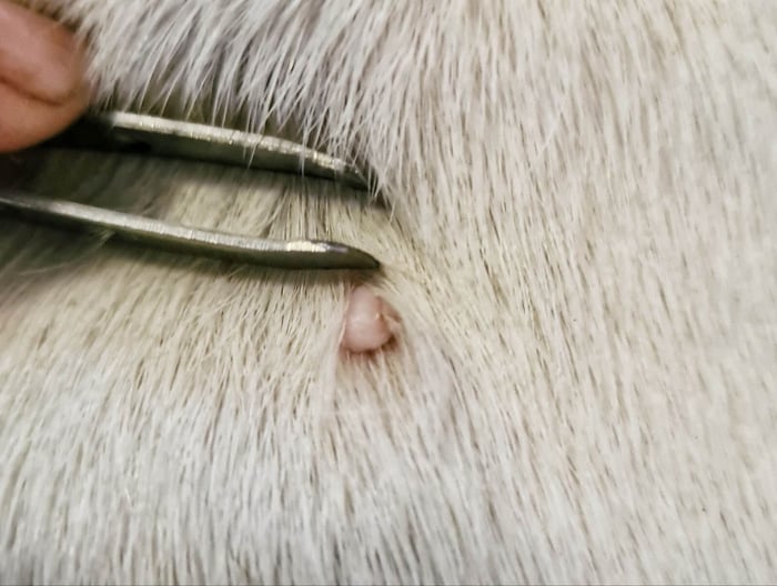 skin tags on dogs: this is an example of a benign, non-malignant skin tag on the back of a senior English Bull Terrier