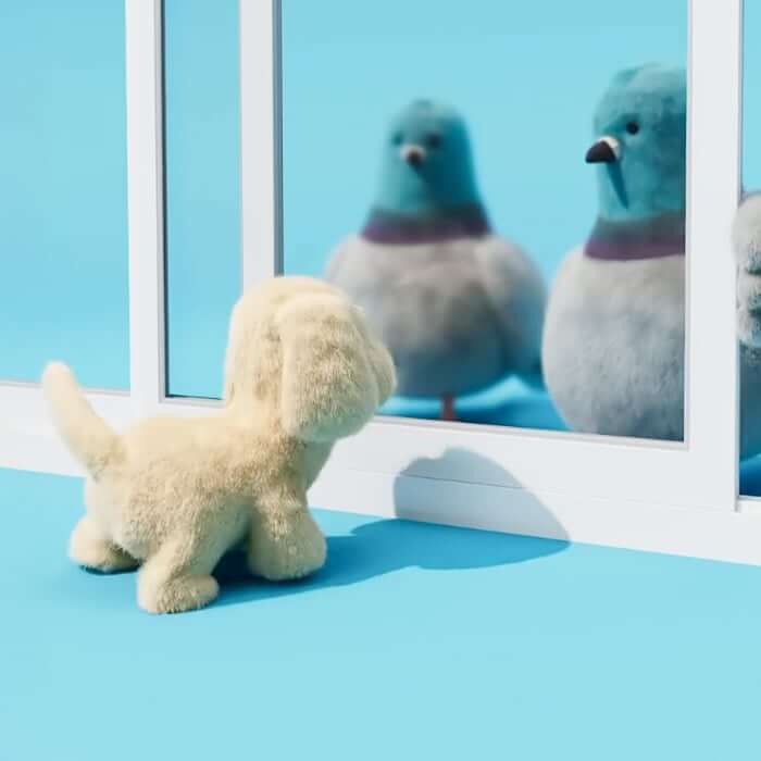 Golden Puppy bark at Strutton Pigeon