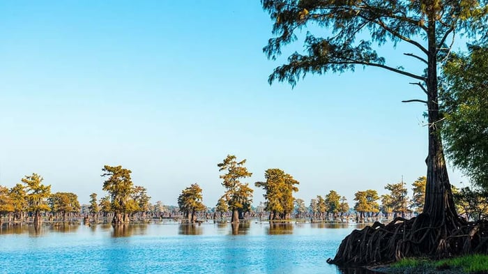 mangroves near Lake Charles, LA